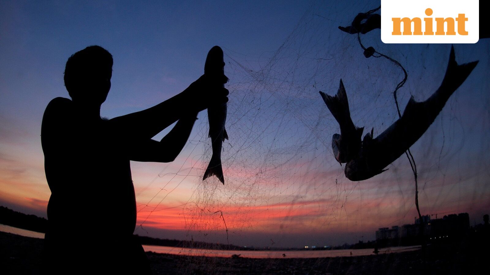 Affordable and versatile, Vietnam's basa gets Indians hooked — Mint India, Mumbai Technology news