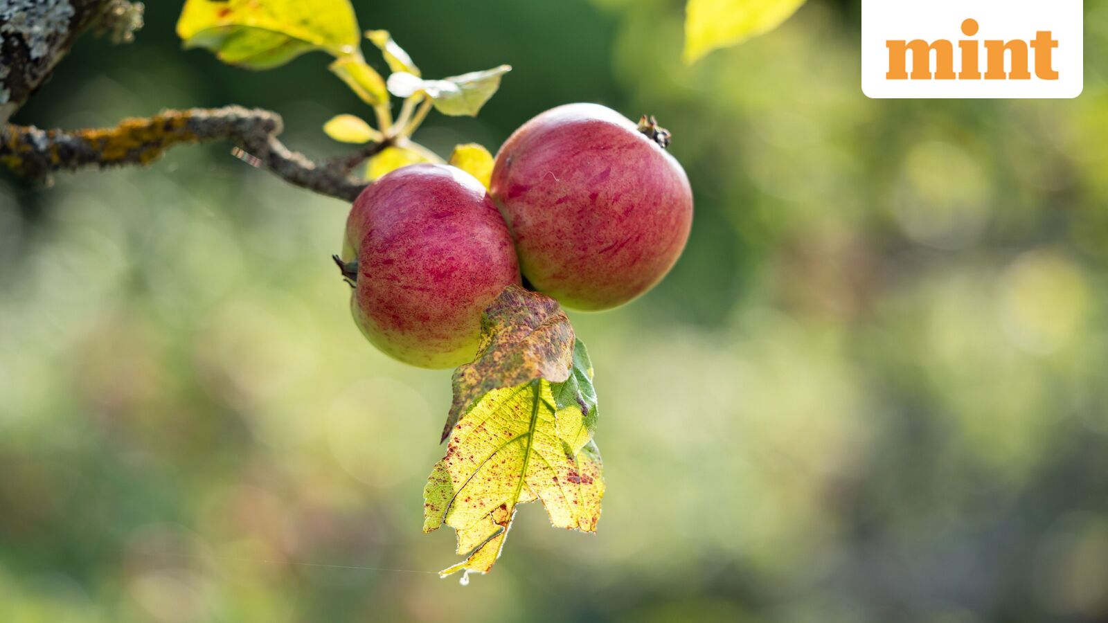 Israel-made nets offer apple growers a shield from hail hit — Mint India