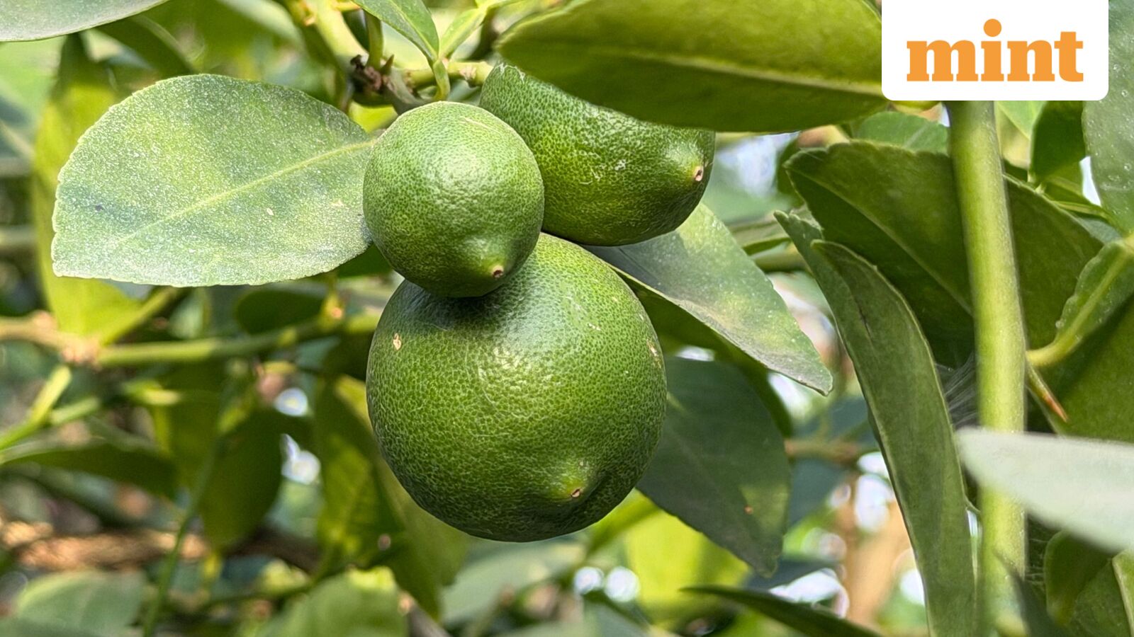 Meet Kerala farmer who traded rubber for organic lemons. The payoff? ₹13 lakh in peak-season earnings | How he did it? — Mint India, Mumbai Sports news