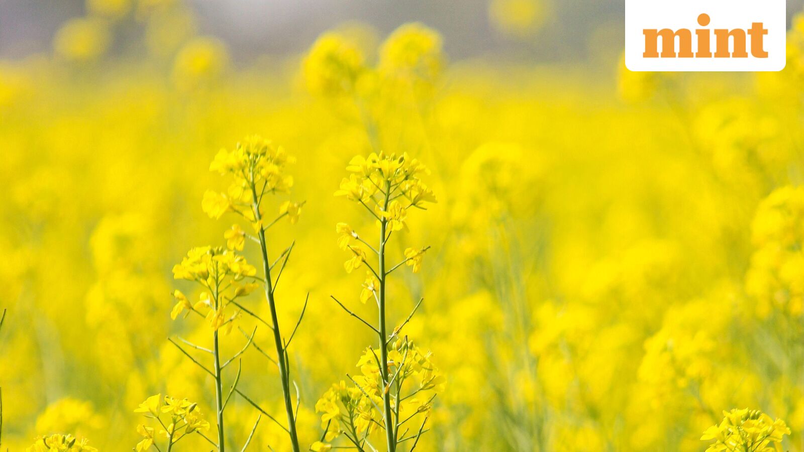 India's edible oil imports to rise as demand grows, oilseed yields face risks — Mint India, Mumbai Technology news