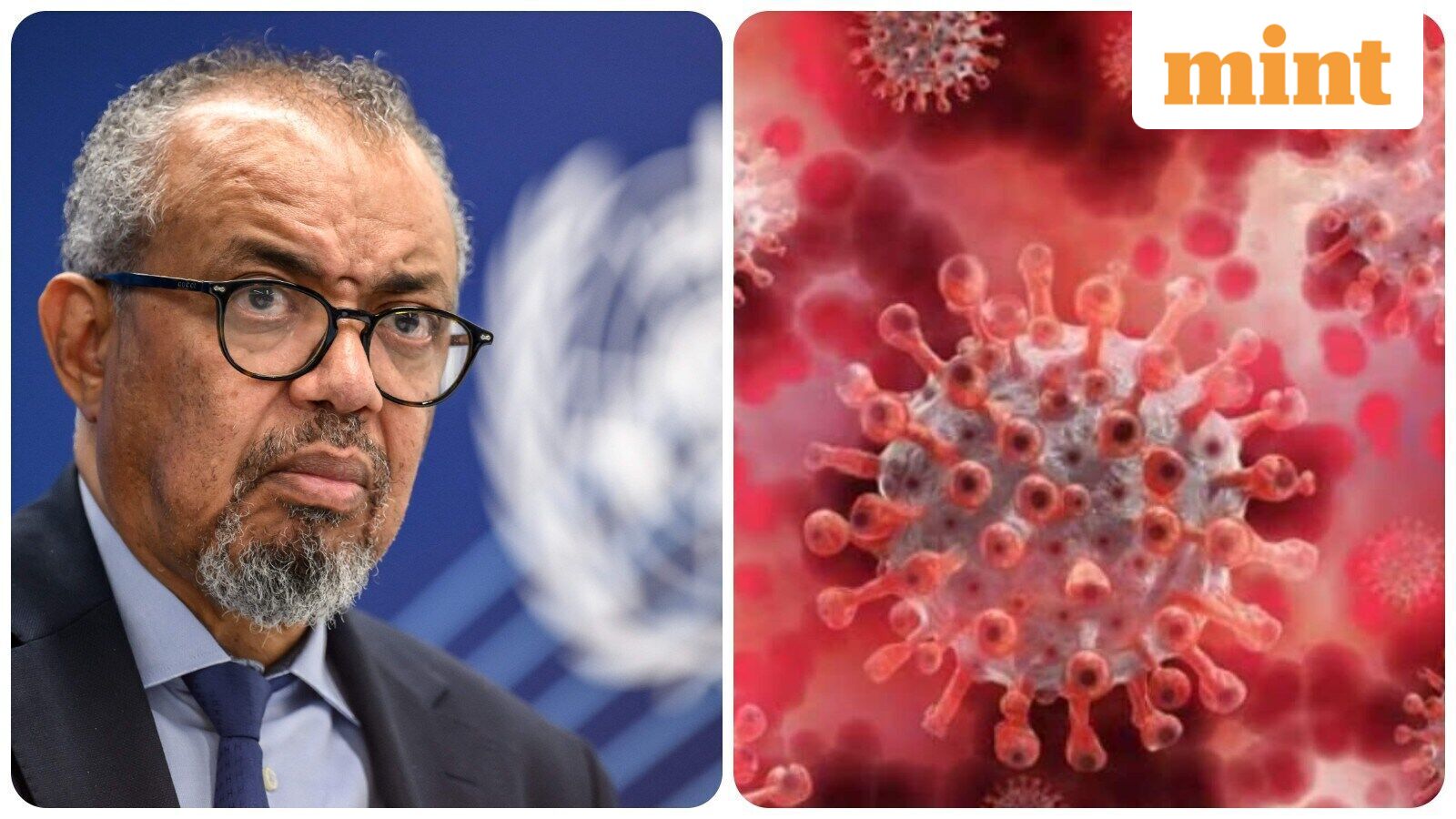 Explained: What is Shamonda virus? WHO says first human case reported in France — risks to humans and animals listed — Mint India