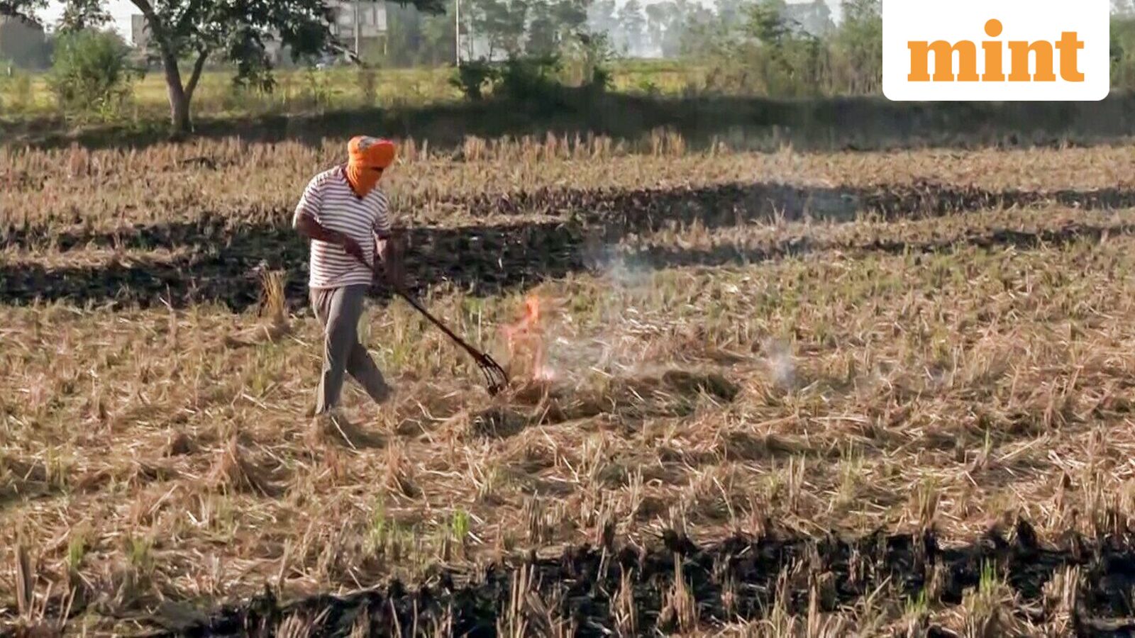 Stubble-burning fires drop 31% across six states as Delhi braces for winter — Mumbai Sports news