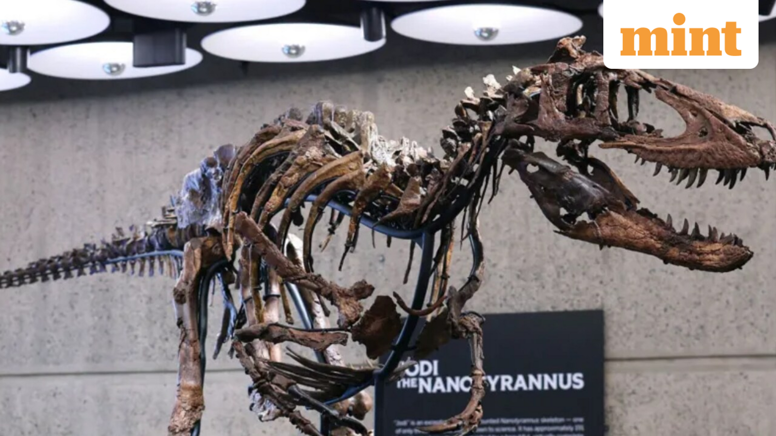 Meet Nanotyrannus Jodi: Auction - The rare dinosaur once mistaken for a young T. rex that fetched $47.3 million — Mumbai Real Estate news