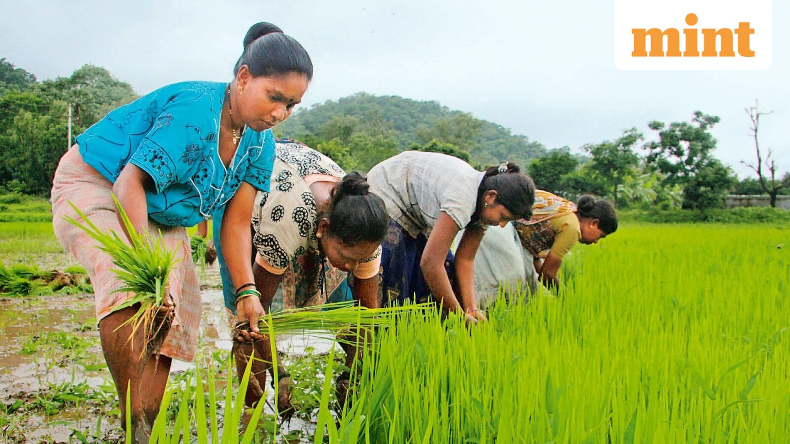 Government’s paddy procurement hit by weather woes, storage constraints — Mint India
